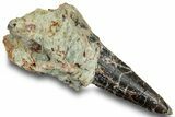 Spinosaurus Tooth In Rock - Dekkar Formation, Morocco #252269-1